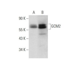 GCM2 Antibody (C-5) - Western Blotting - Image 323840 