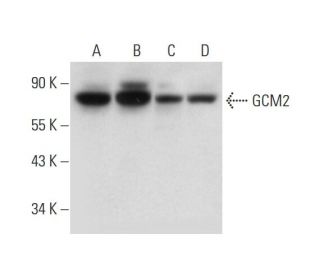 GCM2 Antibody (C-2) - Western Blotting - Image 331142