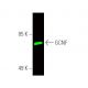 GCNF Antibody (B-2) - Western Blotting - Image 391348