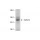 GCNT3 Antibody (D-7) - Western Blotting - Image 306591
