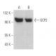 GCP2 Antibody (D-5) - Western Blotting - Image 366999