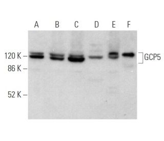 GCP5 Antibody (E-1) - Western Blotting - Image 373008 