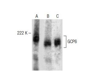 GCP6 Antibody (H-9) - Western Blotting - Image 147908 