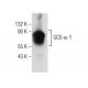 GCS-α-1 Antibody (D-9) - Western Blotting - Image 155826 