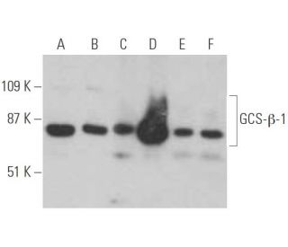 GCS-&beta;-1 Antibody (G-3) - Western Blotting - Image 395136 