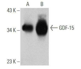 GDF-15 Antibody (G-5) - Western Blotting - Image 356359 