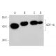 GDF-15 Antibody (H-2) - Western Blotting - Image 356257 