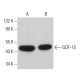 GDF-15 Antibody (H-2) - Western Blotting - Image 380723 