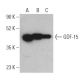 GDF-15 Antibody (H-2) - Western Blotting - Image 400713