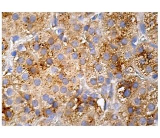 GDF-5 Antibody (A-10) - Immunohistochemistry - Image 160177 
