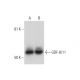 GDF-8/11 Antibody (H-9) - Western Blotting - Image 294668 