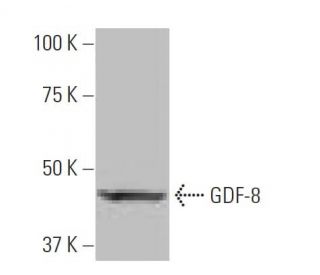 GDF-8 Antibody (1L4) - Western Blotting - Image 64945 