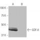 GDF-8 Antibody (1L4) - Western Blotting - Image 64944