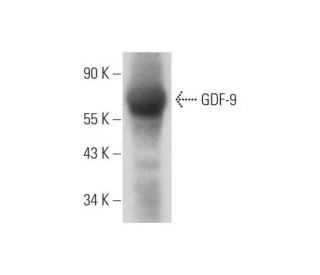 GDF-9 Antibody (C-6) - Western Blotting - Image 333597