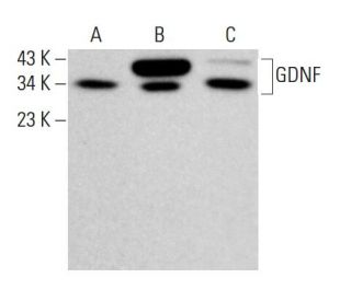 GDNF Antibody (E-10) - Western Blotting - Image 380322 