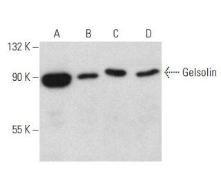 Gelsolin Antibody (F-5) - Western Blotting - Image 358472Each CRISPR/Cas9 Knockout (KO) Plasmid product consists of a pool of 3 plasmids designed to ensure identification and cleavage of a specific gene for maximum knockout efficiency. Each plasmid encodes a unique 20 nt sequence derived from the GeCKO (v2) library.