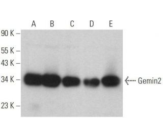 Gemin2 Antibody (E-7) - Western Blotting - Image 359122 