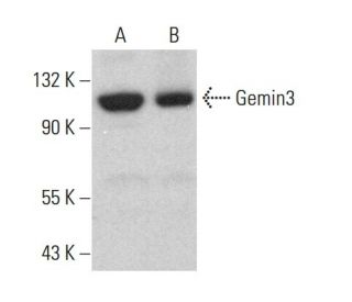 Gemin3 Antibody (C-5) - Western Blotting - Image 375497 