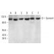 Gemin4 Antibody (17D10) - Western Blotting - Image 379215 