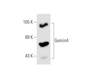 Gemin4 Antibody (A-1) - Western Blotting - Image 66077 