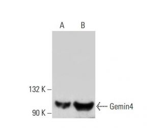 Gemin4 Antibody (A-11) - Western Blotting - Image 325106 
