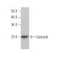 Gemin6 Antibody (20H8) - Western Blotting - Image 377636