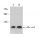 Gemin6 Antibody (A-4) - Western Blotting - Image 369387