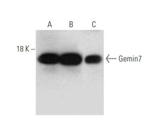 Gemin7 Antibody (H-9) - Western Blotting - Image 333571 