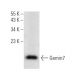 Gemin7 Antibody (H-9) - Western Blotting - Image 371917