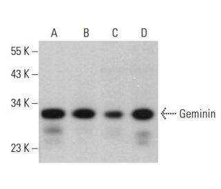 Geminin Antibody (F-7) - Western Blotting - Image 378194 
