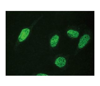 Geminin Antibody (H-3) - Immunofluorescence - Image 149356 