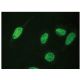 Geminin Antibody (H-3) - Immunofluorescence - Image 149356 