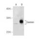 Geminin Antibody (H-3) - Western Blotting - Image 148998