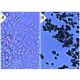 Geneticin (G418) Sulfate: sc-29065. Cultured HeLa cells treated with 0μg/ml (A) and 8μg/ml (B) Geneticin (G418) Sulf 