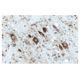 Gephyrin Antibody (45) - Immunohistochemistry - Image 60597
