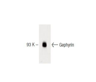 Gephyrin Antibody (45) - Western Blotting - Image 60314 
