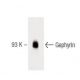 Gephyrin Antibody (45) - Western Blotting - Image 60314 