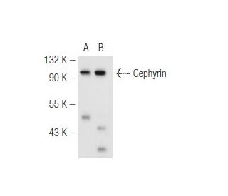 Gephyrin Antibody (B-4) - Western Blotting - Image 51148 