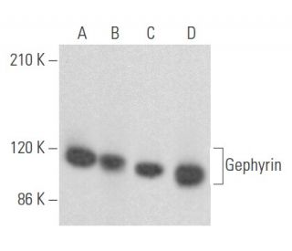 Gephyrin Antibody (G-6) - Western Blotting - Image 355497 