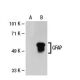 GFAP Antibody (1.BB.807) - Western Blotting - Image 21492