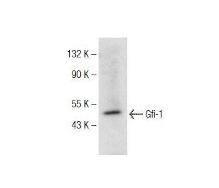 Gfi-1 Antibody (G-11) - Western Blotting - Image 147278