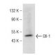 Gfi-1 Antibody (G-11) - Western Blotting - Image 147278