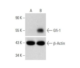 Gfi-1 Lentiviral Activation Particles: sc-401315-LAC. Western blot analysis of Gfi-1... 
