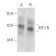 Gfi-1B Antibody (B-7) - Western Blotting - Image 357299