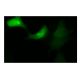 GFP Antibody (1A5) - Immunofluorescence - Image 156467 