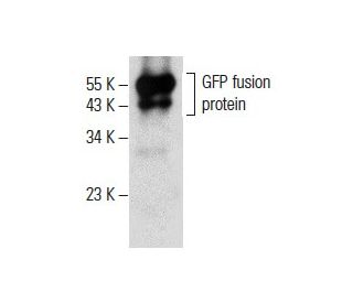 GFP Antibody (C-2) - Western Blotting - Image 288018