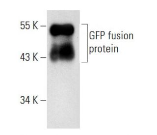GFP Antibody (F56-6A1) - Western Blotting - Image 20464