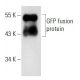 GFP Antibody (F56-6A1) - Western Blotting - Image 20464