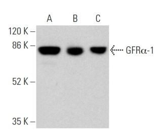 GFRα-1 Antibody (E-11) - Western Blotting - Image 359732