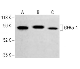 GFRα-1 Antibody (E-11) - Western Blotting - Image 414038